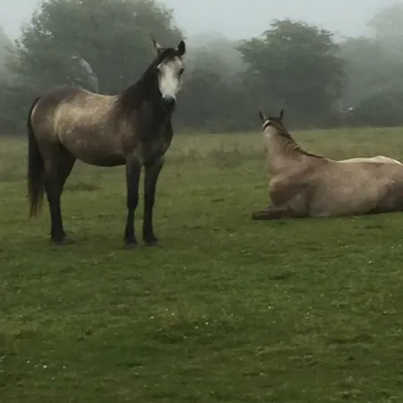 Breanloughaun Briarhill