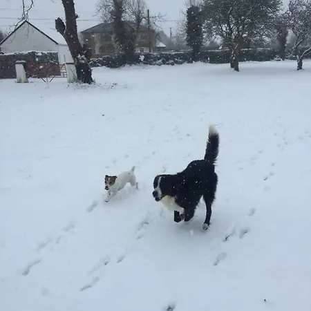 Breanloughaun Briarhill *