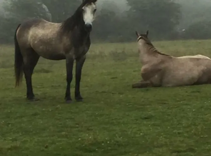 Breanloughaun Briarhill