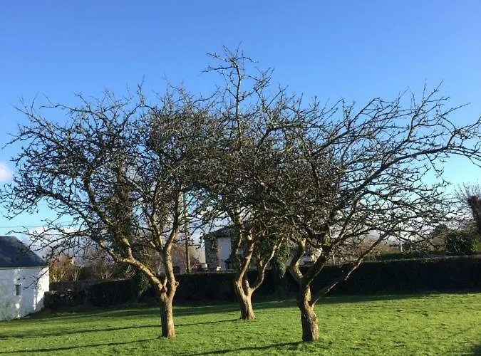 Breanloughaun Briarhill 골웨이