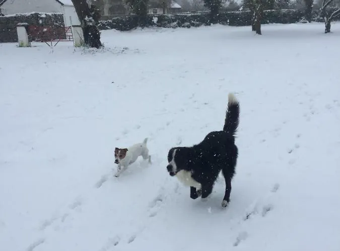 Breanloughaun Briarhill *